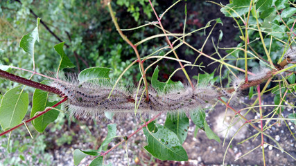 Obraz premium colony of insects on tree