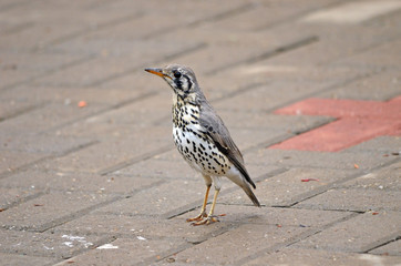 Groundscraper Thrush