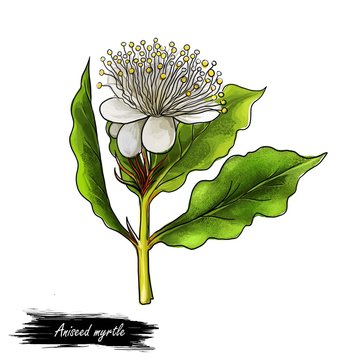 Aniseed Myrtle Green Herb Digital Art Illustration. Aromatic Cooking Condiment, Allspice Flower And Green Leaves.