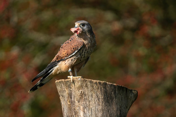 Kestrel having been in flight now perched eating it's catch stock photo