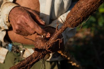 Freshly plucked yucca in Cuba