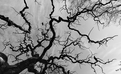 Silhouette of bare tree with fantastical curved branches