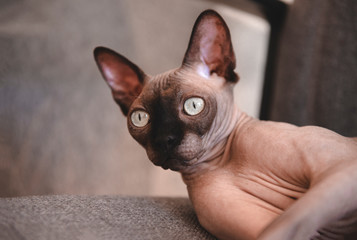 Fototapeta na wymiar 1 cat canadian Sphynx lying on a gray chair, pet