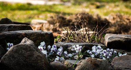  group of white crocuses crocuses on the background of stones and green lawn