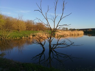 tree is reflected in the lake at sunset