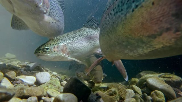 Rainbow trout (Oncorhynchus mykiss) and European chub (Squalius cephalus)