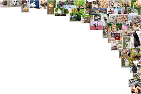 Collage of photos of pets and birds and text place