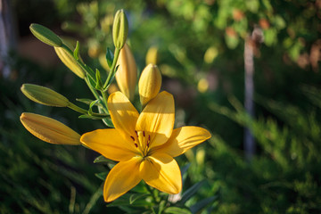 Obraz premium Yellow lily flower with buds growing in the garden. Lily flowers close-up, on a green grass background. Floral background outdoors