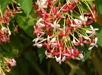 red flowers in garden