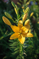 Yellow lily flower with buds growing in the garden. Lily flowers close-up, on a green grass background. Floral background outdoors