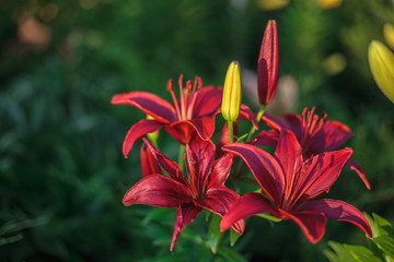 Red lily flower with yellow buds growing in the garden. Lily flowers close-up, on a green grass background. Floral background.