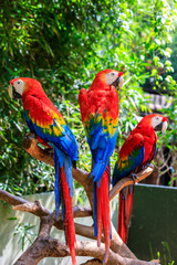 Cute macaw standing on a branch.