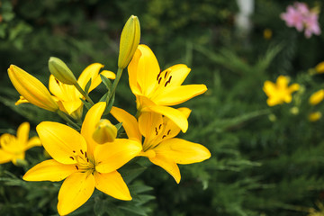 Yellow lily flower with buds growing in the garden. Lily flowers close-up, on a green grass background. Floral background outdoors