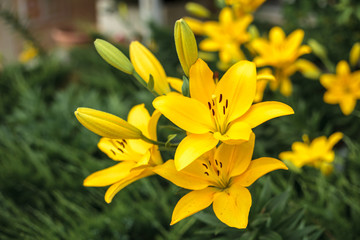 Yellow lily flower with buds growing in the garden. Lily flowers close-up, on a green grass background. Floral background outdoors