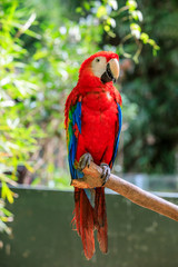 Cute macaw standing on a branch.