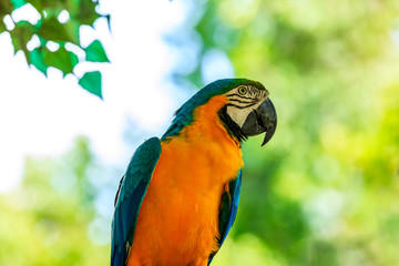 Cute macaw standing on a branch.