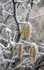 Catkins covered in ice