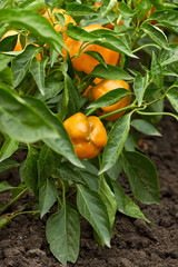 Sweet pepper growing on bed in the garden, ripe vegetable at harvesting time, closeup, background...