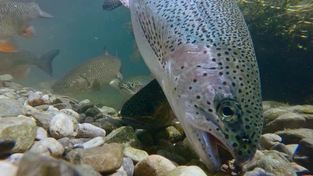 Underwater footage of freshwater fish shoaling in alpine river