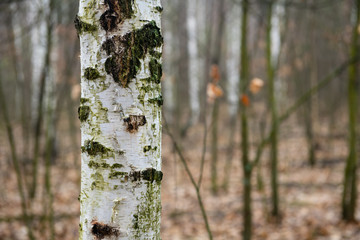 White birch trunk in spring forest nature close up photography
