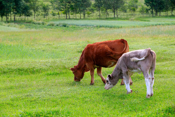 The cattle were grazing in the meadow