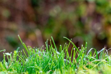 Fresh green grass with dewdrops in the morning meadow. Close-up of field plants with drops after rain at sunrise or sunset, lawn in the park. Beautiful natural background, copy space.