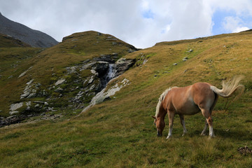 Fototapeta na wymiar Horse in Itlainan Alps, Madesimo area, Lombardy, Italy
