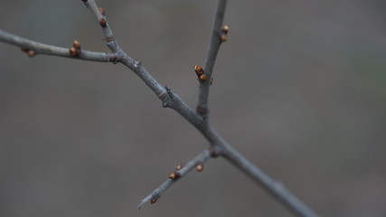 Tree branch with tiny buds. Branch of tree with small fresh buds growing in spring time