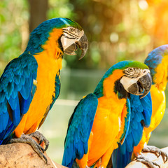 Cute macaw standing on a branch.