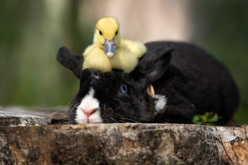 funny duckling sitting on top of bunny head outdoors