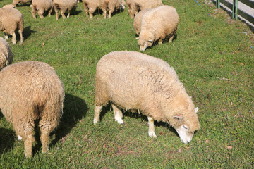 Naklejka na ściany i meble Sheep gathered in the field.
