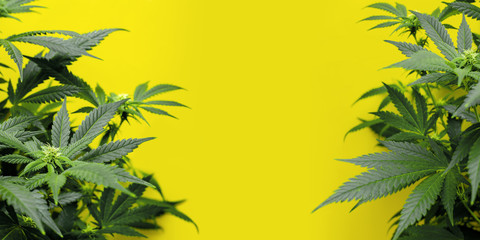 yellow background with marijuana plants