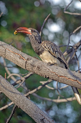 Monteiros Hornbill