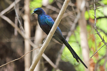 Meves Starling