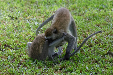 Südliche Grüne Meerkatzen beim Spiel