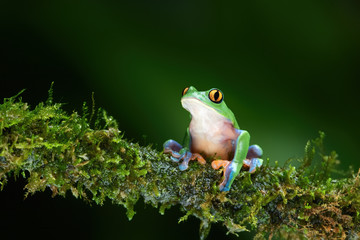 Blue side tree frog inhabit Costa Rica's wet lowlands.