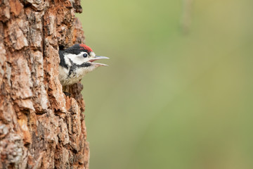 Baby of Great Spotted woodpecker wait for his parents to bring him food.