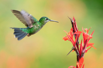 Green-crowned Brilliant (Heliodoxa jacula) is close to the beautiful flower with full of sweet nectar. 