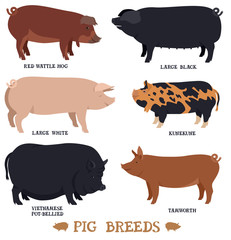 Farming today Second set of six breeds of domestic pigs Flat vector illustrations Isolated objects Countryside and farmland