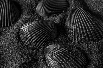  Black shell on a black sand dunes background. Black design.