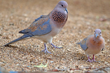 Laughing Dove