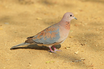 Laughing Dove