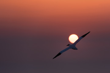Northern Gannet fly in to the colorful sunset, Helgoland.