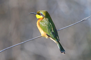 Little Bee-eater
