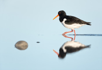 Calm mirroring of Eurasian oystercatcher during his searching for food, Helgoland.
