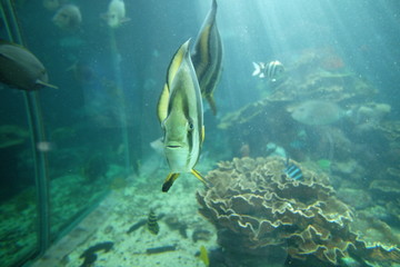 Wakayama aquarium famous for fish and sea turtles