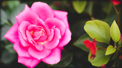 Close up rose flowers pink blooming. The perfect pink rose&rsquo;s pictures. Rose Petals Close Up Flowers. Valentine day.