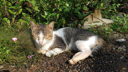 Naklejka na ściany i meble cat in garden