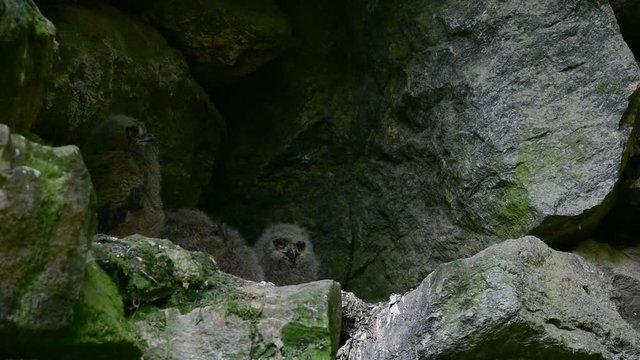 Eurasian eagle owl (Bubo bubo) landing on rock ledge to feed the chicks / fledglings in nest in cliff face