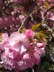 pink flowers in garden